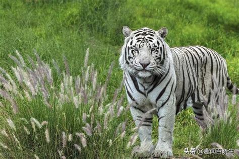 夢到老虎寶寶|周公解夢大全：夢見老虎，勇氣、力量和威嚴的象徵